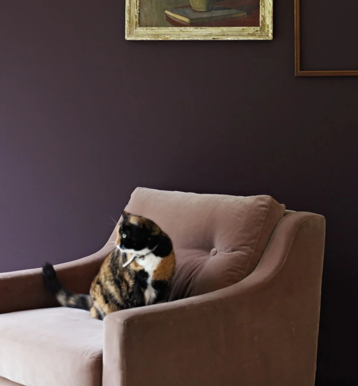 Carragheen Paint - Image 5